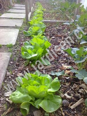 LECHUGA